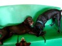 Tootsie and Cash