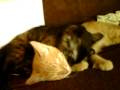 videos de Coco bugs Ainsley