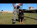 Best - German Shepherd Obedience and Protection