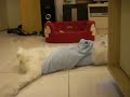 Puffy???....