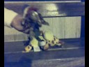 Bob Marley e la Giraffa