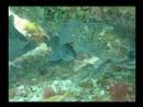 Clip BUceo