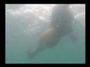 Clip BUceo