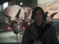 The Remus Lupins : A Day at the Museum