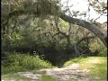 Jewels of Florida - Myakka River State Park