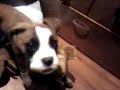 kyra: boxer con 4 meses