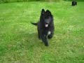 Playing Groenendael puppies