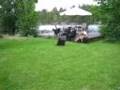 Playing Groenendael puppies
