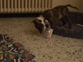 Babsy d�gout�
