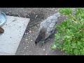 Feeding Time at the Chicken Pen
