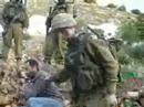 Israeli army uprooting trees, Artas village May20 morning Israeli army uprooting trees, Artas village May20 morning
