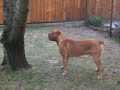 Bordeaux Dogge Aio