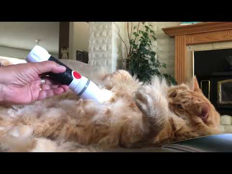 Buddy my cat gets a hair cut at home