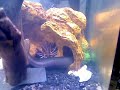 Feeding my saltwater fish tank - Eel, Trigger, Puffer, Anemone