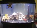 Feeding my saltwater fish tank - Eel, Trigger, Puffer, Anemone
