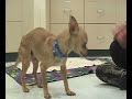 Adopt a Dog, \"Robby\" MSPCA Springfield Adopt a Dog, \"Robby\" MSPCA Springfield