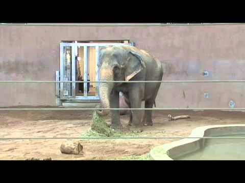 video:DENVER ZOO ASIAN ELEPHANT
