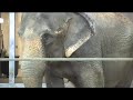 video:DENVER ZOO ASIAN ELEPHANT