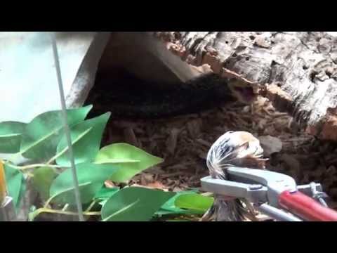 YouTube reptile video