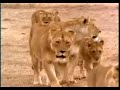 Lioness: Push it to the limit