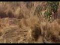 Lioness: Push it to the limit