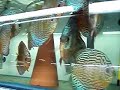 Danziger Discus