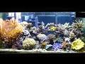 Reef Tank