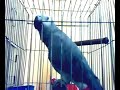 Talking Parrot