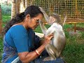 Ramu the monkey grooms Sarada the shelter manager Ramu the monkey grooms Sarada the shelter manager