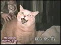 Funyn Cats