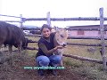 ordu mesudiye ��yol beldesi