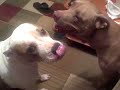My pits playing