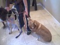 Click here to watch this video Leash Tug of War