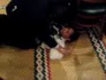 El ganzo acecino Cuando los animales atacan
