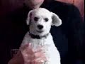Doggy Narcolepsy
