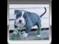 Blueline Bloodline dot com Pitbull DJ ScottyB Blueline Bloodline dot com Pitbull DJ ScottyB