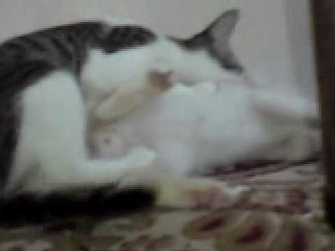 homosexsual cats