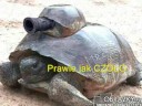 Prawie jak reklama [by Paco] cz??? 4
