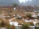 Bald Eagle Released into Wild