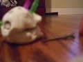 animation,blob,clay