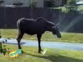 Komik Videolar Bölüm 8 Komik Videolar Bölüm 8