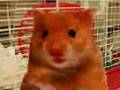 videos de Harry the hamster By k9oggy brought 2 you by Hacker11890111