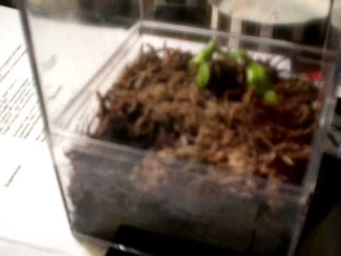 My Venus fly trap in a child!