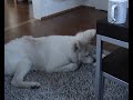White Shepherds at the age of 5 Months