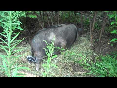 Island Of Pigs