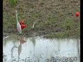 Egretta alba  /  Great White Egret