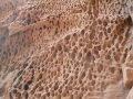 STERNFELS - nids d'abeilles du Hauptgipfel -
