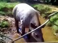 Luan - Zoológico da UFMT