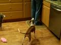 videos de Italian Greyhound wanting dinner NOW!