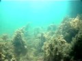 St Leonards Pier dive